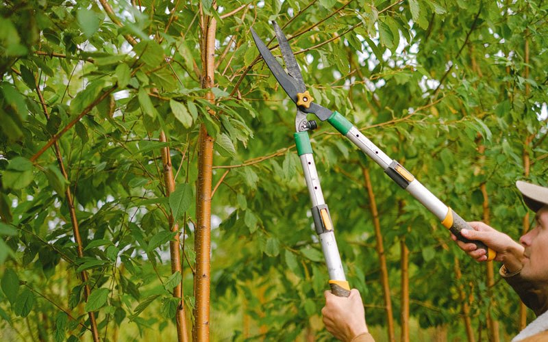 Tree trimming in Laurel Bloomery, TN