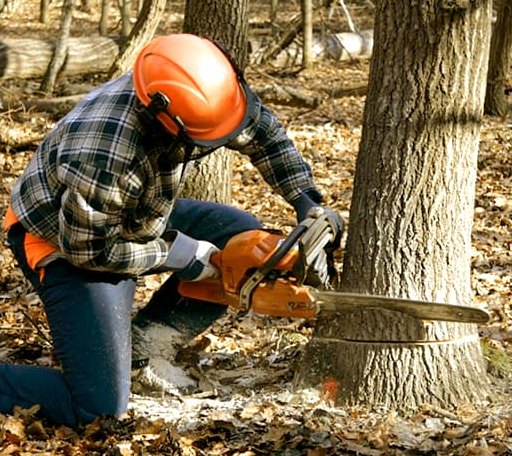 Tree Removal in Laurel Bloomery, TN
